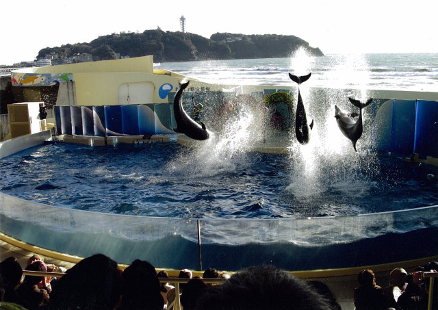 江の島 新江ノ島水族館「ジャンプいっぱい」